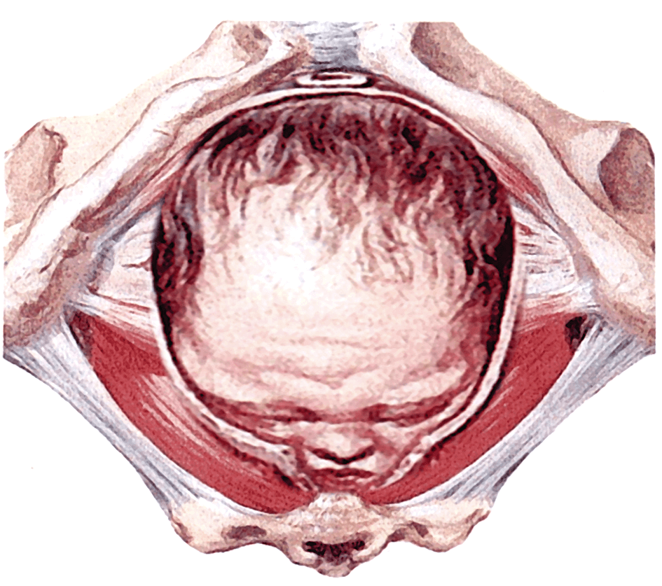 Baby's Head Stretches and Loosens the Ligaments